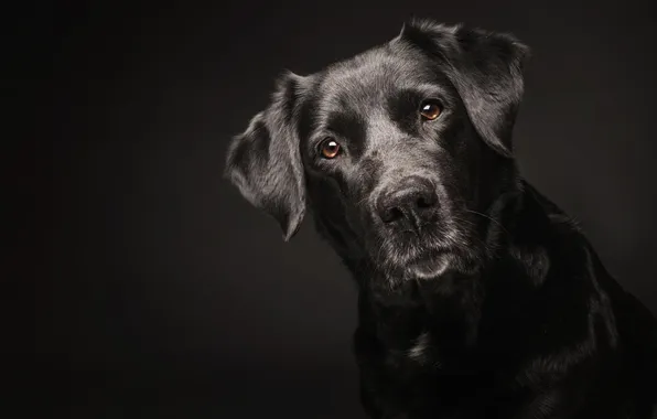 Each, black, dog, Labrador