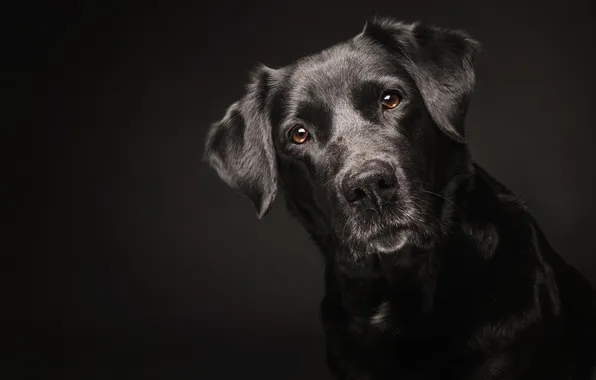 Picture each, black, dog, Labrador