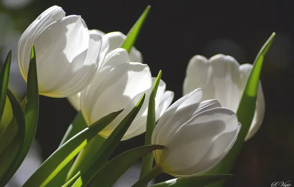 White, tulips, buds