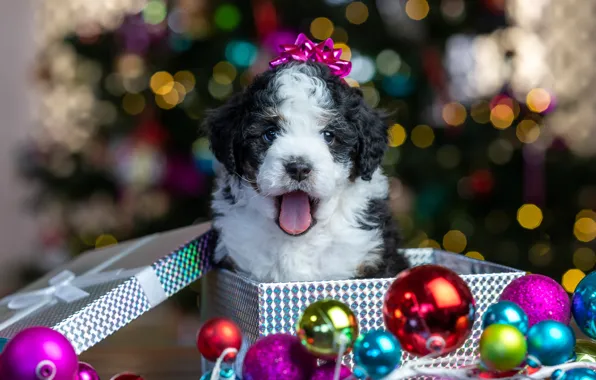 Balls, glare, box, gift, baby, Christmas, puppy, New year