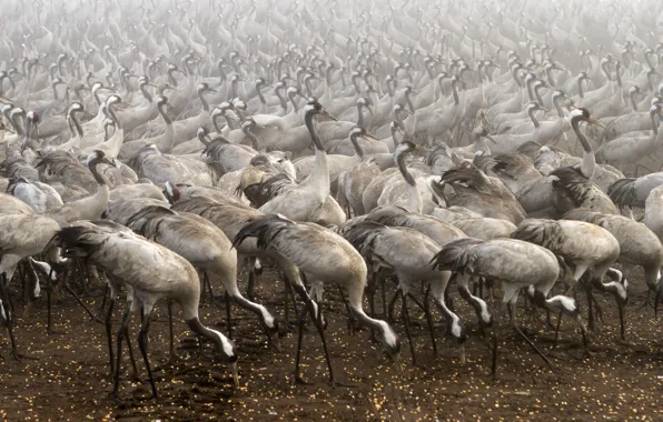 Birds, fog, Cranes
