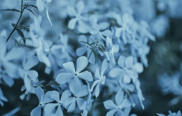Macro, flowers, blue, Bush, bouquet, spring, pot, flowering