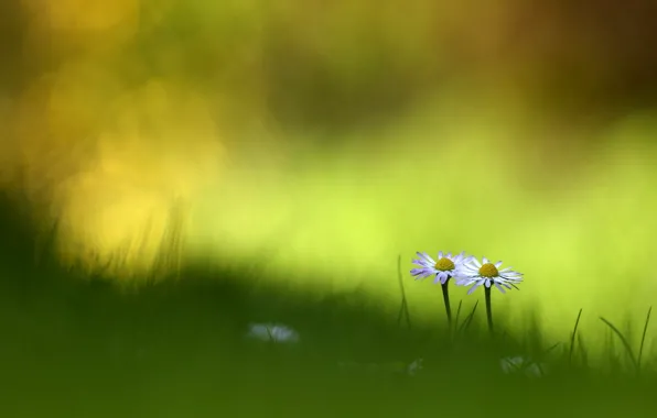 Summer, grass, macro, flowers, chamomile