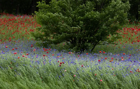 Summer, flowers, nature, foliage, Maki, meadow, red, the bushes