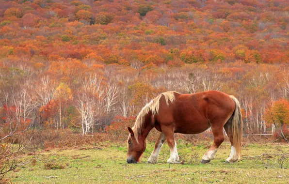 Autumn, trees, nature, horse, horse, slope, pony, red