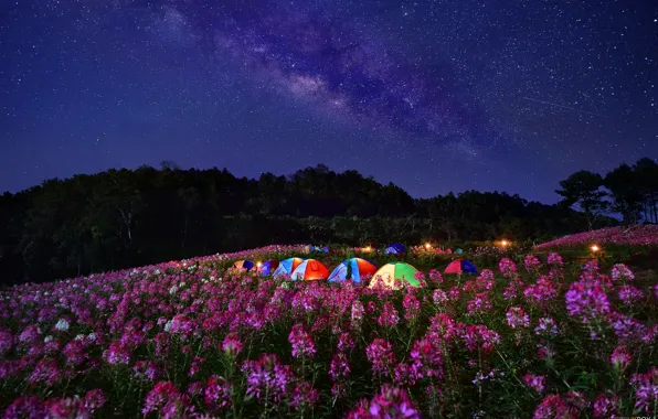 Flowers, night, meadow, tents