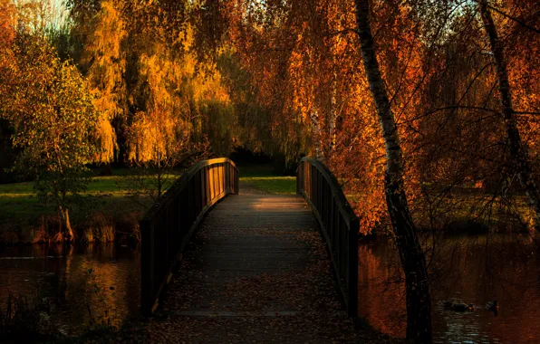 Picture autumn, bridge, pond, Park, duck