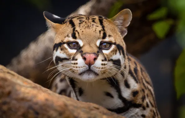 Look, face, leaves, the dark background, portrait, nose, wild cat, ocelot