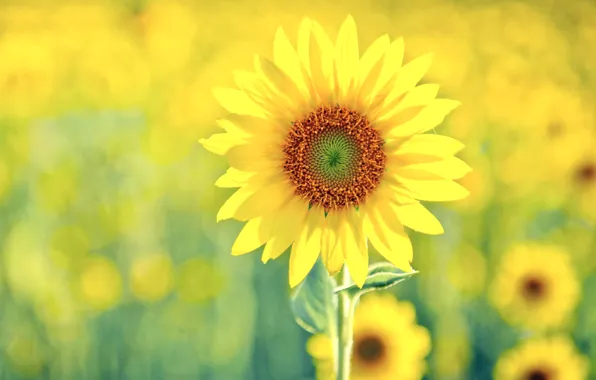 Picture yellow, green, sunflower, Solney