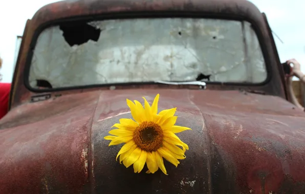 Machine, background, sunflower