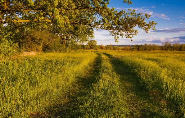 Road, field, summer
