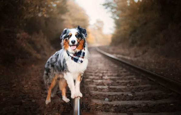 Each, dog, railroad