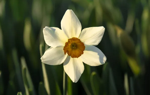 Field, white, flower, Narcissus