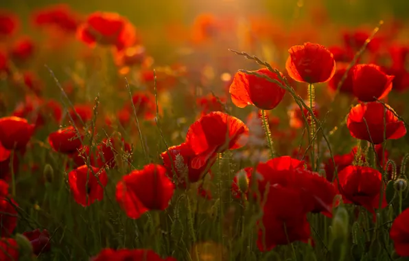 Light, flowers, Maki, red, a lot, poppy field
