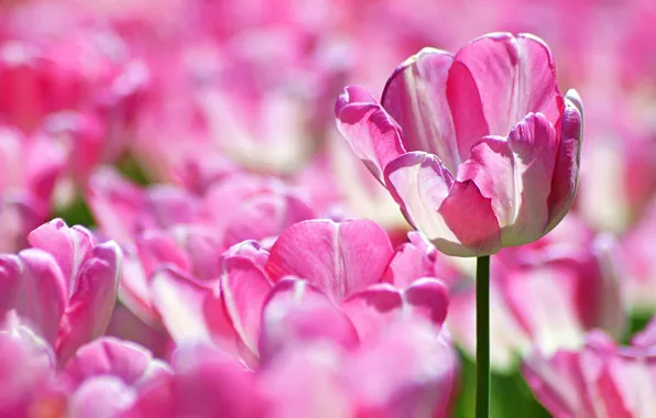 Light, flowers, spring, tulips, pink, striped, a lot