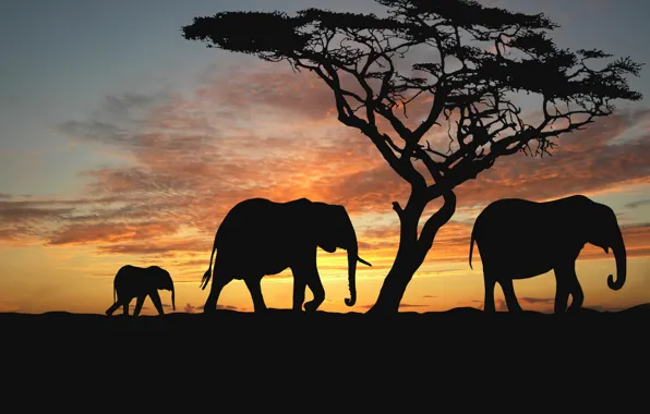 Animals, trees, the evening, Savannah, Africa, elephants, sunset africa