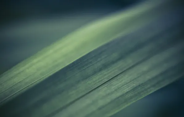 Greens, grass, macro, a blade of grass, macro