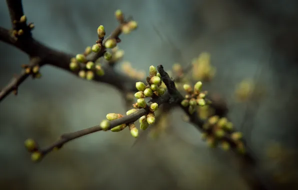 Macro, nature, photo, tree, branch, Wallpaper, spring, blur