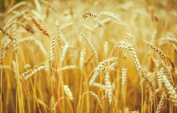Wheat, macro, nature, spikelets