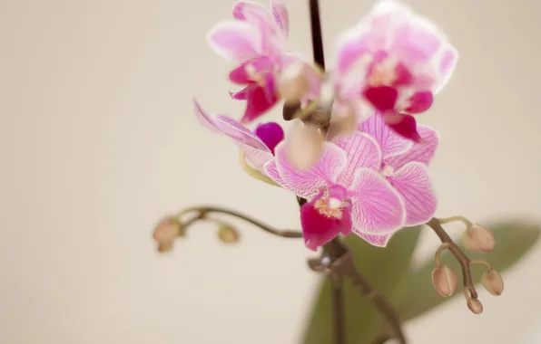 Picture flowers, branch, petals, pink, orchids