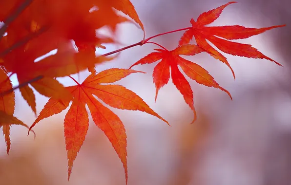 Autumn, leaves, macro, branch, Japanese maple
