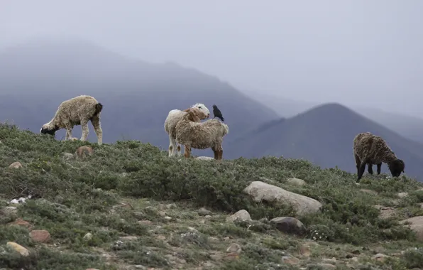 Mountains, crow, lambs
