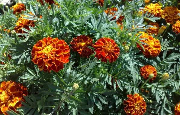 Flowers, marigolds, barocci