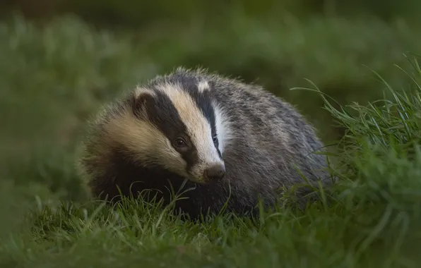 Grass, look, face, pose, badger