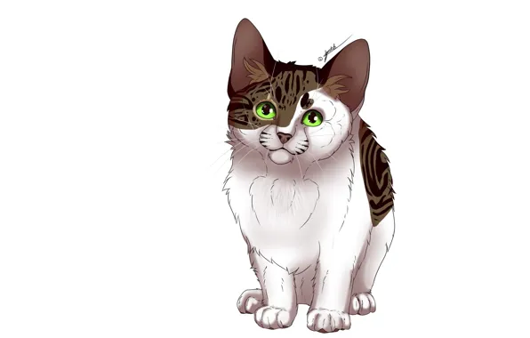 Cat, cat, white background, kitty, kitty