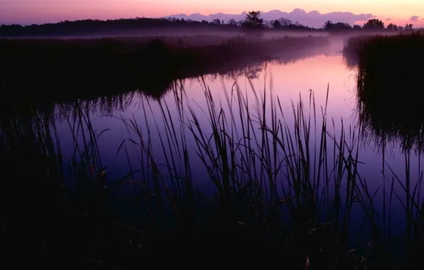 Picture grass, morning, Swamp
