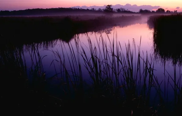 Grass, morning, Swamp