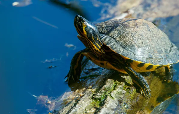 Look, water, turtle, log, pond, blue background, water turtle