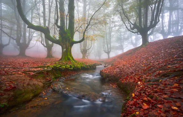 Autumn, forest, trees, fog, stream, foliage, moss, haze