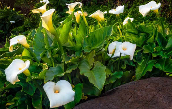 Picture greens, leaves, flowers, white, flowerbed, Calla lilies