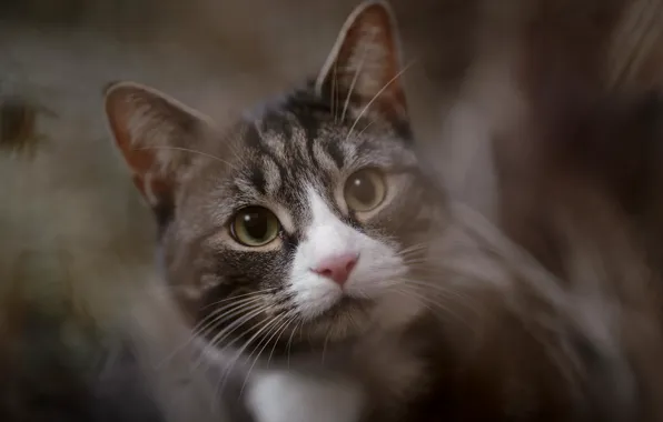 Cat, eyes, cat, look, face, grey, background, portrait