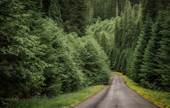 Road, forest, Path, The bushes, Plants