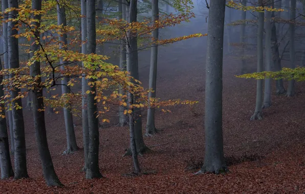 Autumn, forest, trees, branches, nature, fog, trunks, foliage