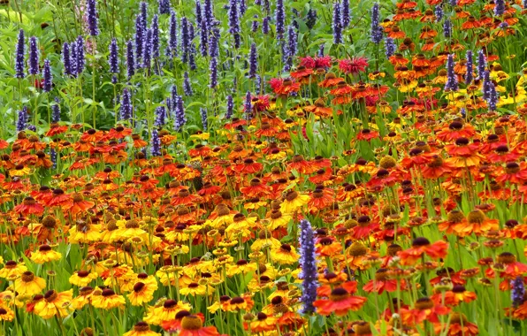 Summer, meadow, gelenium