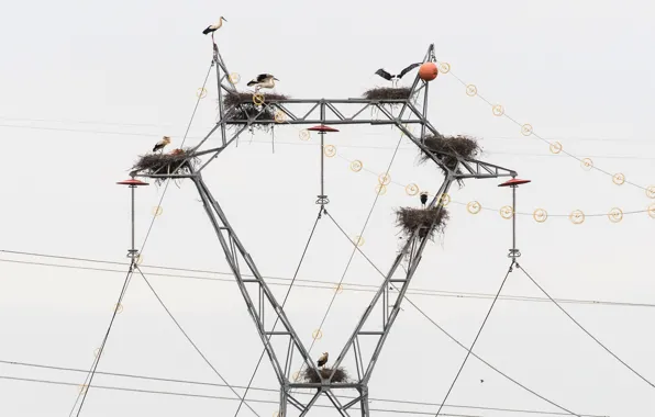 Birds, nature, power lines, storks