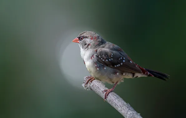 Bird, tiger astrild, red munia
