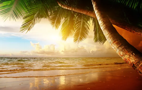 Picture sand, sea, beach, sunset, tropics, palm trees, shore, summer