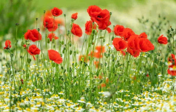 Picture summer, flowers, red, glade, Maki, chamomile, meadow, white