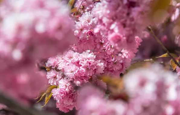 Leaves, light, flowers, blur, branch, spring, Sakura, pink