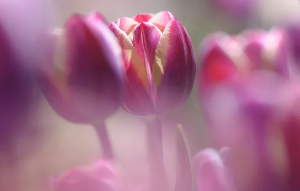 Picture flowers, petals, blur, Tulips, raspberry