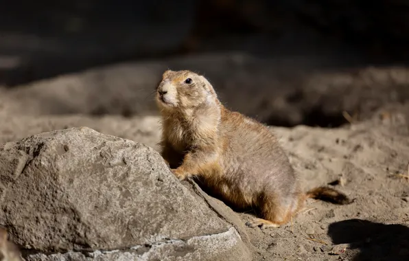 Animals, zoo, rodents