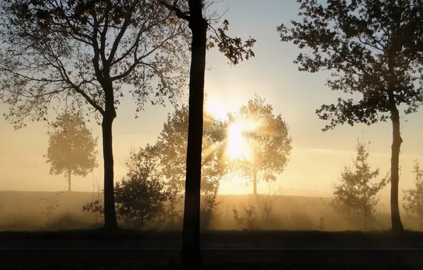 Rays, light, trees, nature