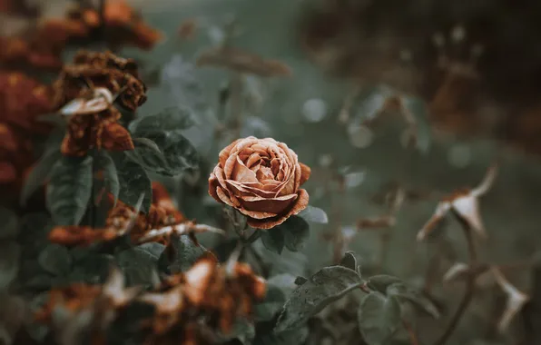 Picture flower, rose, petals