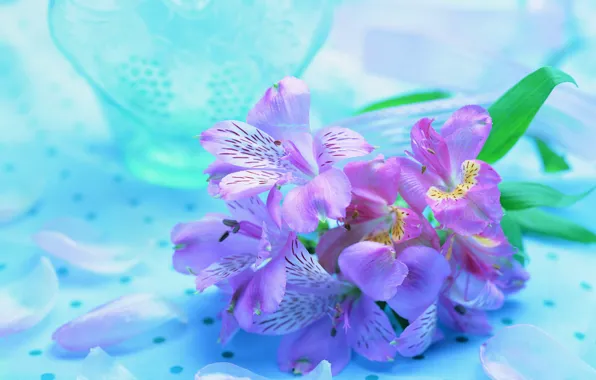 Flower, purple, background, lilac, blue, orchids