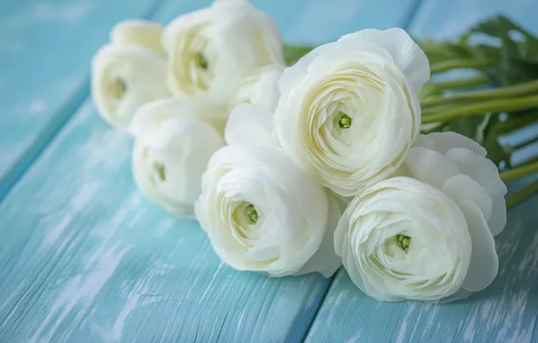 Flowers, Board, bouquet, white, blue background, Ranunculus, AI art, neural network