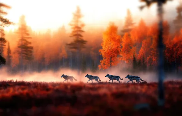 Picture field, autumn, forest, light, trees, fog, wolf, blur